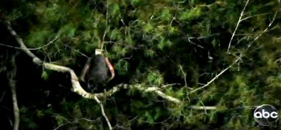 Happy Town - The evil vulture watches Happy Town - The evil vulture watches